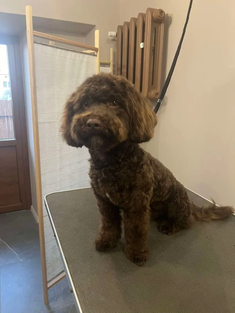 Maltipoo po strzyżeniu