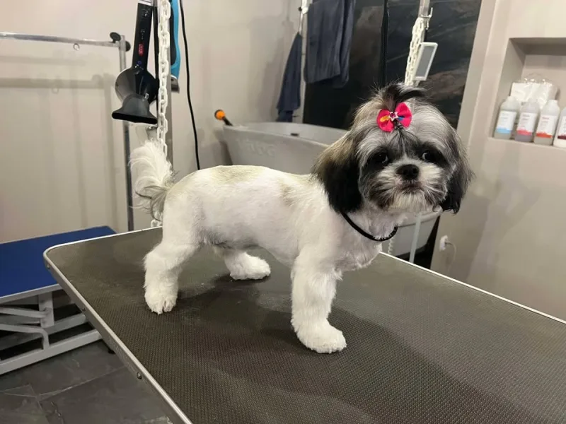 Shih Tzu Czika po strzyżeniu z kokardką